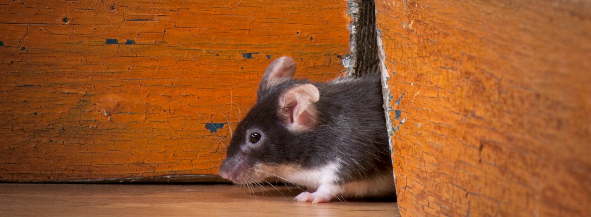 Répulsif Ultrasons pour rongeurs, Souris, Rats et Martres | Facile à Monter  sur l'aimant | pour Repousser Animaux Nuisibles | Appareil Haute fréquence